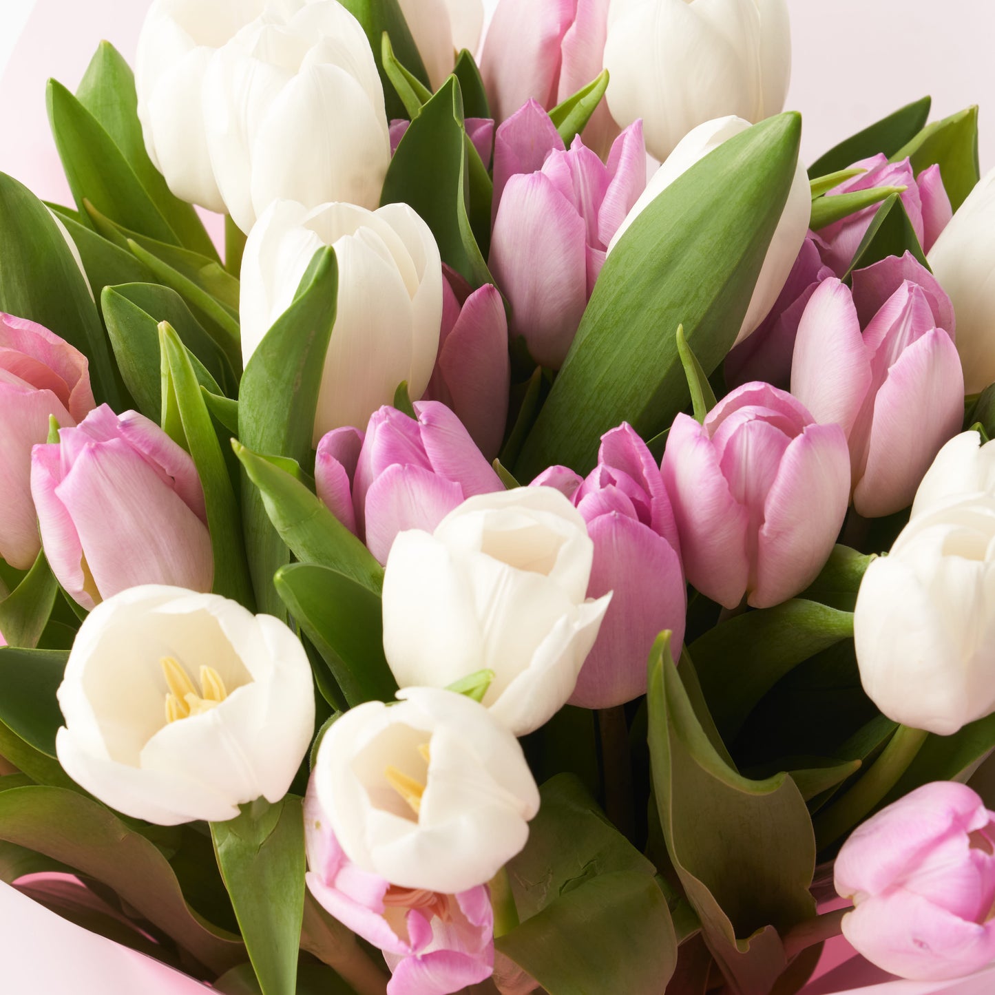 Honour Among Friends